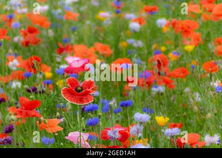 Leuchtend rote Mohnblüten im Sommer bunte Wildblumenwiese Stockfoto