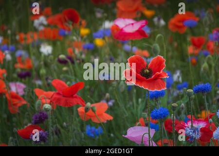Rote Mohnblume in dunkler, glommiger Sommerwiese Stockfoto