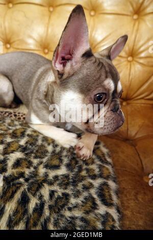 Die junge französische Bulldogge liegt auf EINER Couch Stockfoto