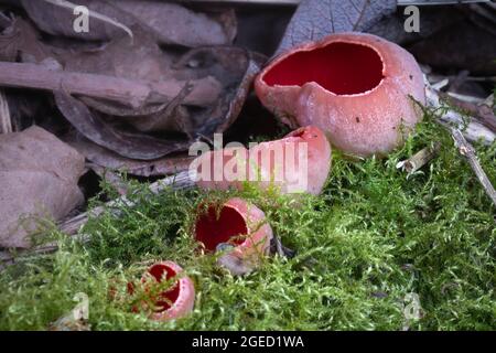 Eine Reihe scharlachroter Elfbecherchen (Sarcoscypha coccinea), die im Wald von Fordham, Cambridgeshire, wachsen Stockfoto