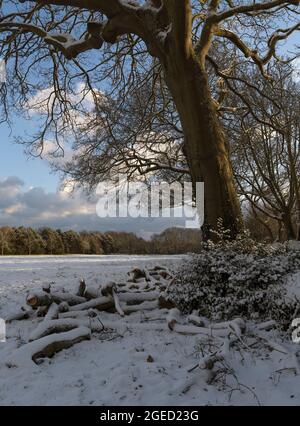 Schneebedeckte Baumstämme unter einem Winterbaum mit Schnee auf dem Boden Stockfoto