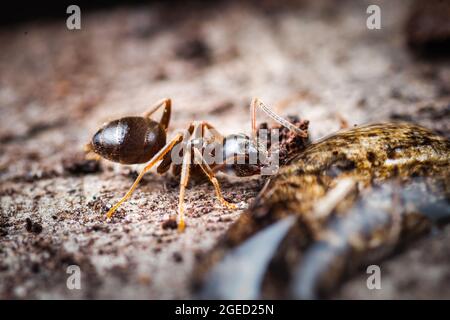 Auf einem Baumstumpf wird eine Holzameise (Formica sp.) gefüttert. In Woodwalton Fen, Cambridgeshire Stockfoto