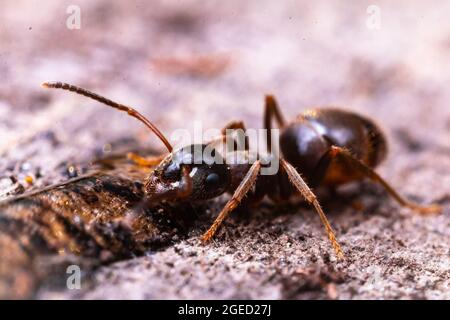 Holzameise (Formica sp.), die eine Flüssigkeit auf einem Baumstumpf im Woodwalton Fen in Cambridgeshire isst Stockfoto