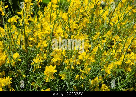Das Sportium junceum in voller Blüte mit leuchtend goldenen Blüten in der Sommermorgensonne Stockfoto
