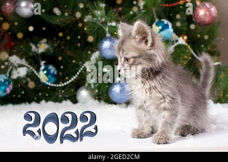 Weihnachtskarte - ein Kätzchen sitzt im Schnee in der Nähe des Baumes. Neujahr 2022. Stockfoto