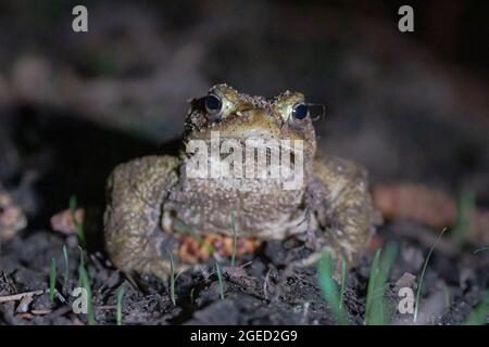 Eine wandernde Kröte (Bufo bufo) auf dem Weg zum Teich auf einem nächtlichen Pfad durch den West Stow Country Park, Suffolk Stockfoto