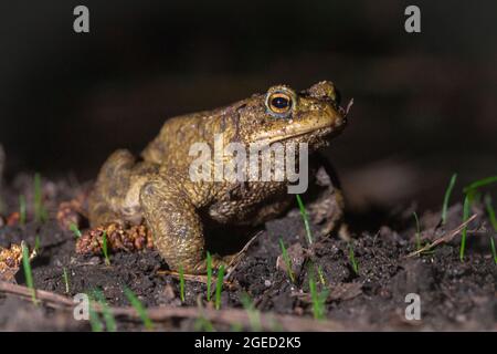 Eine männliche Kröte (Bufo bufo) befindet sich auf dem jährlichen Zug zum Paarungsteich in der Nähe von Bury St Edmunds, Suffolk Stockfoto