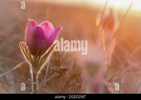 Foto der Passblume (Pulsatilla vulgaris), die in der Heide von Therfield in Hertfordshire wächst Stockfoto