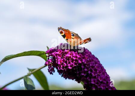 PFAUENSCHMETTERLING AUF EINER BUDDLEIA-BLUME Stockfoto