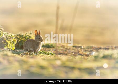 Bunny raus und raus Stockfoto