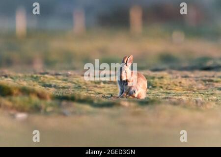 Ein junges Kaninchen (Oryctolagus cuniculus) sitzt und reinigt sich im Abendlicht auf einer Norfolk-Wiese an der East Wretham Heath Stockfoto