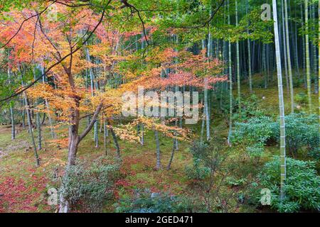 Kyoto, Japan. Tenryuji Gärten in Arashiyama. Herbstblätter und Bambushain. Stockfoto