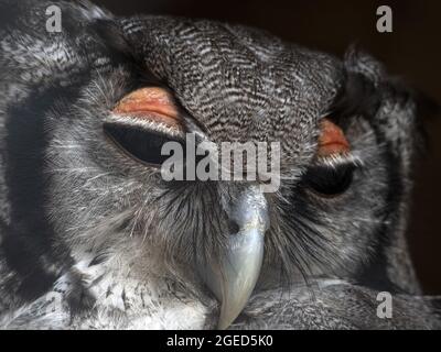 verreaux's Adlerkauz Nahaufnahme Portrait Bubo lacteus Stockfoto