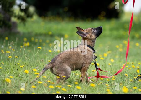 Ein Schäferhund spielt im grünen Gras. Working Line Breed Stockfoto