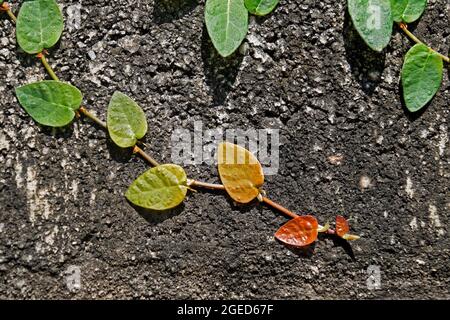 Kriechende Feige oder kletternde Feige (Ficus pumila) Stockfoto