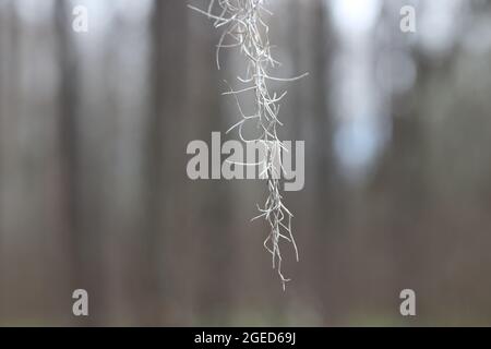 Spanisches Moos (Tillandsia usneoides) baumelt vor einem verschwommenen Hintergrund von Bäumen. Stockfoto