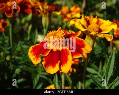 Eine orangefarbene Ringelblume (Tagetes) mit einem gelben Rand auf den Blättern, die im Gemüsegarten wachsen, mit einer anderen Ringelblume im Hintergrund Stockfoto