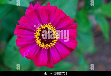 Rosa Zinnia-Blume (Zinnia elegans) Stockfoto