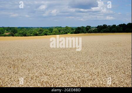 Gerstenernte im Feld, blickling, Nord-norfolk, england Stockfoto