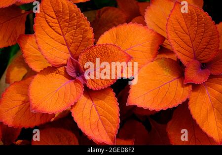 Orange Coleus Sunfighter Lagerfeuer im englischen Garten, norfolk, england Stockfoto