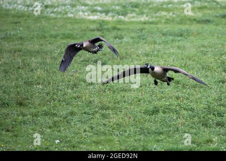 Zwei Kanadische Gänse mit ausgestreckten Flügeln fliegen von einer gemeinsamen Wiese. Stockfoto