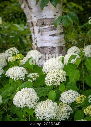 Hortensia arborescens 'Annabelle', gepflanzt vor einer Silberbirke, in einem britischen Garten. Stockfoto