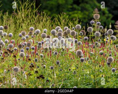 Silbrig blaue kugelförmige Blüten und Samenköpfe von Echinops ritro, die in einem Blumenbeet in einem britischen Garten wachsen. Stockfoto