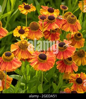 Helenium 'Moerheim Beauty' blüht im Sommer in einem britischen Garten. Stockfoto