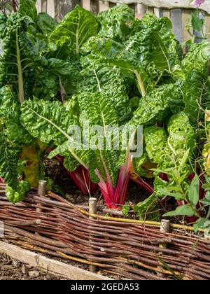 Ruby Swiss Chard wächst in einem gewebten Weidenhochbett, in einem britischen Garten, Stockfoto