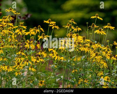 Gelbe Echinacea paradoxa-Blüten werden auch als Gelbe Kegelblumen in einem britischen Garten bekannt. Stockfoto