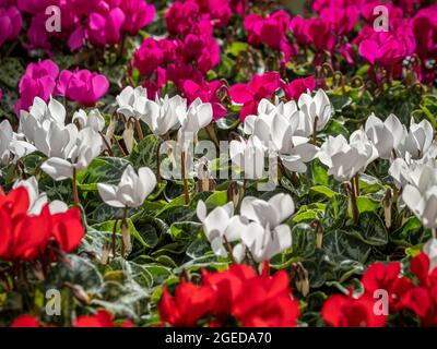 Rosa, rote und weiße Cyclamen, die in einem britischen Garten wachsen. Stockfoto