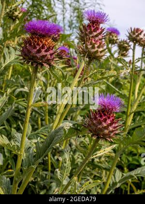 Cardoons, Cynaro cardunculus, werden auch als Artischockendistel bezeichnet, die in einem britischen Garten wächst. Stockfoto