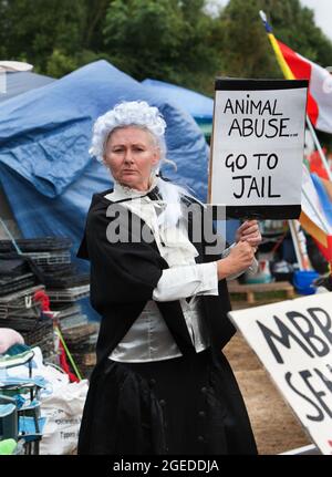 Ein als Richter gekleideter Protestler hält während eines Protestes in Camp Beagle ein Schild mit der Aufschrift „Tiermissbrauch, ins Gefängnis gehen“ hoch. Das riesige amerikanische Unternehmen MBR Acres geht morgen, den 20. August, vor das hohe Gericht, um eine Anordnung zur Entfernung von Camp Beagle zu beantragen. Camp Beagle ist ein Protestcamp, das im Juli 2021 außerhalb von Beagle-Züchtern-Marshal-Bioressourcen (MBR) Acres am Straßenrand errichtet wurde. Die Bewohner des Lagers fordern ein Ende der Welpenzucht für Tierversuchslabors und wollen, dass die Hunde freigelassen und die Anlage geschlossen wird. Stockfoto