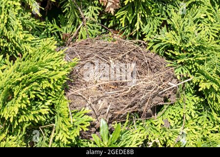 Selektiver Fokus auf ein verlassenes oder leeres Vogelnest auf einem Thuja-Baum. Makroaufnahme. Stockfoto