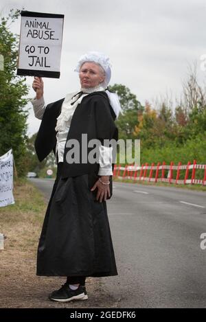Ein als Richter gekleideter Protestler hält während eines Protestes in Camp Beagle ein Schild mit der Aufschrift „Tiermissbrauch, ins Gefängnis gehen“ hoch. Das riesige amerikanische Unternehmen MBR Acres geht morgen, den 20. August, vor das hohe Gericht, um eine Anordnung zur Entfernung von Camp Beagle zu beantragen. Camp Beagle ist ein Protestcamp, das im Juli 2021 außerhalb von Beagle-Züchtern-Marshal-Bioressourcen (MBR) Acres am Straßenrand errichtet wurde. Die Bewohner des Lagers fordern ein Ende der Welpenzucht für Tierversuchslabors und wollen, dass die Hunde freigelassen und die Anlage geschlossen wird. (Foto von Martin Pope/ SOPA Images/Sipa USA) Stockfoto