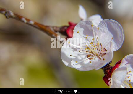 Verschiedene Blumen, die im Frühjahr mit tollen Farben geboren werden Stockfoto