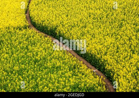 Blick in den hohen Winkel auf einen kurvenreichen Feldweg durch Senfblumen Felder in voller Blüte. Abstrakte Texturen und Muster aus senffgelben Blüten. China. Stockfoto