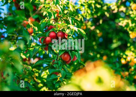 Leckere, frische Mirabellepflaumen auf Baum im Sommer Stockfoto