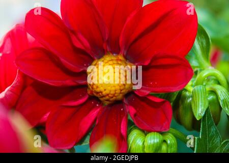 Verschiedene Blumen, die im Frühjahr mit tollen Farben geboren werden Stockfoto