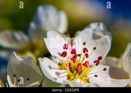 Verschiedene Blumen, die im Frühjahr mit tollen Farben geboren werden Stockfoto