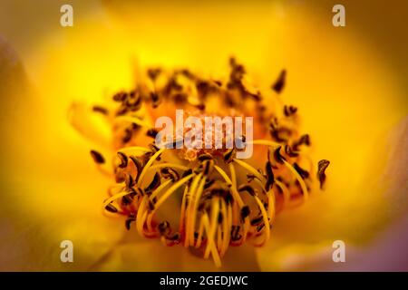 Verschiedene Blumen, die im Frühjahr mit tollen Farben geboren werden Stockfoto