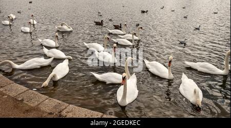 DER LONDONER HYDE PARK SCHWÄNZT AUF DEM SERPENTINEN Stockfoto