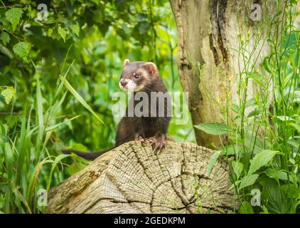 European Polecat (Mustela putorius) - Jugendporträt auf einem gefallenen Baumstumpf. Auch bekannt als das gewöhnliche Frettchen, Schwarzes oder Waldpolecat. Stockfoto