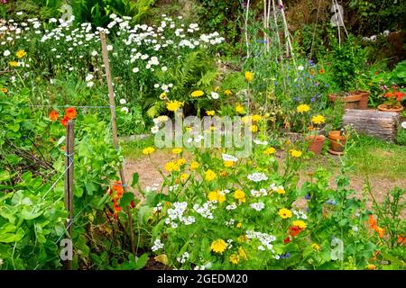 Rote orange Nasturtiums weiße Gänseblümchen, koriandergelbe Ringelblumen wachsen im Sommergarten Juli und Töpfe 2021 Wales UK KATHY DEWITT Stockfoto