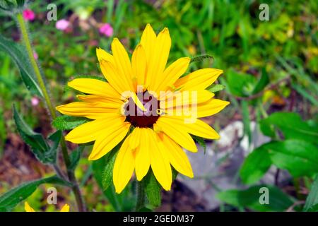 Rudbeckia Blume wächst im Juli Sommer in einem krautigen Rand Land Blumengarten Carmarthenshire Wales Großbritannien KATHY DEWITT Stockfoto