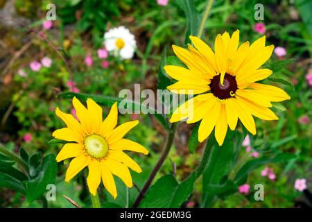 Rudbeckia blüht im Juli Sommer in einem krautigen Rand Land Blumengarten Carmarthenshire Wales Großbritannien KATHY DEWITT Stockfoto