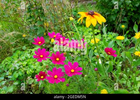 Dunkelrosa Kosmos bipinnatus wächst im August Garten krautige gemischte Blumengrenze und gelbe Rudbeckia hirta in Blüte Wales Großbritannien KATHY DEWITT Stockfoto