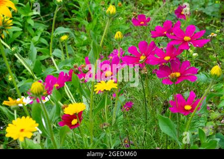 Dunkelrosa Kosmos bipinnatus wächst im August Garten krautige gemischte Blumen Grenze und gelbe Calendula blüht in Wales Großbritannien KATHY DEWITT Stockfoto