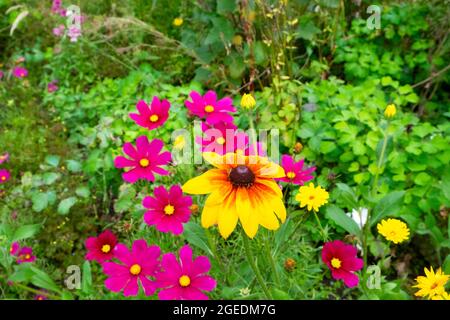 Dunkelrosa Kosmos bipinnatus wächst im August Garten krautige gemischte Blumengrenze und gelbe Rudbeckia hirta in Blüte Wales Großbritannien KATHY DEWITT Stockfoto