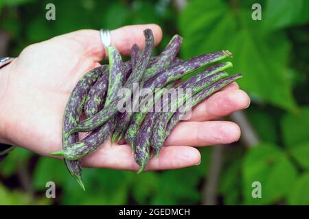 Junge Frau Person Hand hält gesprenkelte lila Bohnen in einem Bio-Garten in August Carmarthenshire Wales 2021 KATHY DEWITT gepflückt Stockfoto